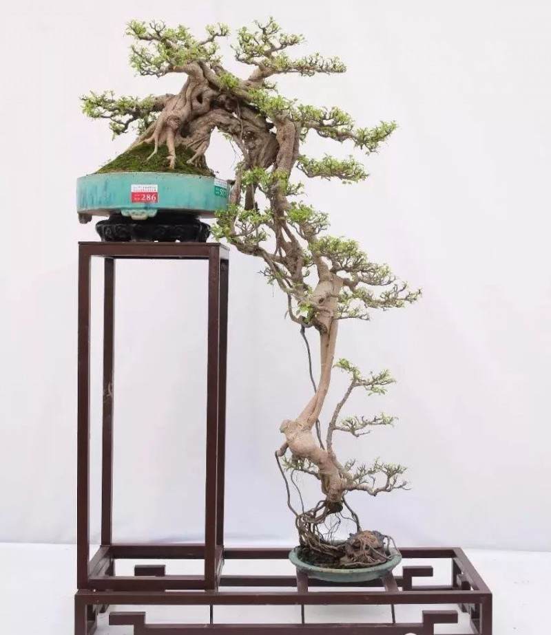 鬼斧神工赏盆景之十六:悬崖式盆景