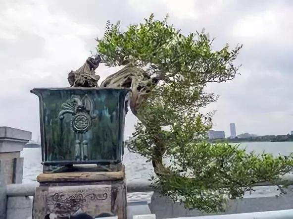 小学小记者站:我爱家乡的盆景慧