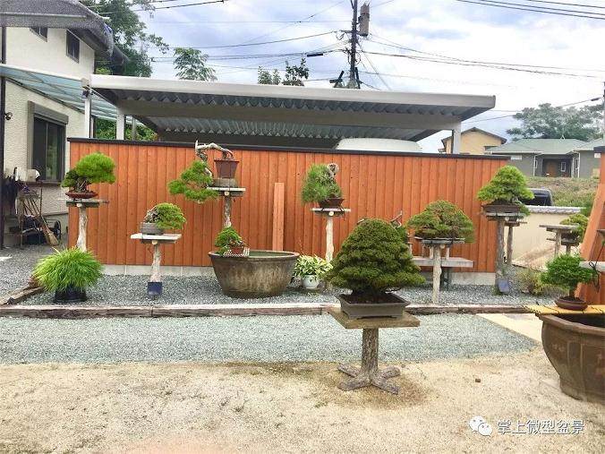 我想有一个院子,有花、有草,有盆景