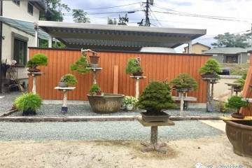 我想有一个院子 有花有草 有盆景