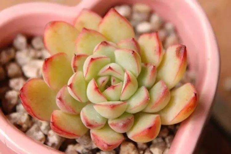 多肉小学堂 全套肉肉浇水技巧