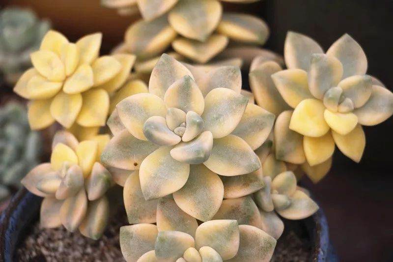 多肉植物的浇水谨记：少！少！少！