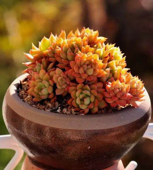 多肉叶子干瘪 这7个原因不可不知