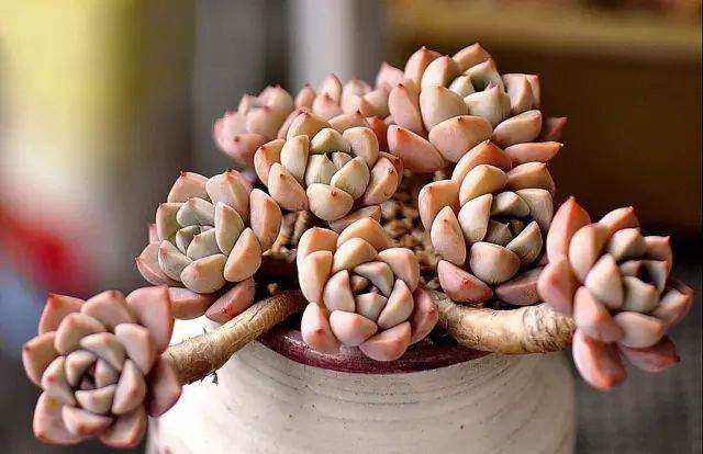 多肉叶子干瘪 这7个原因不可不知