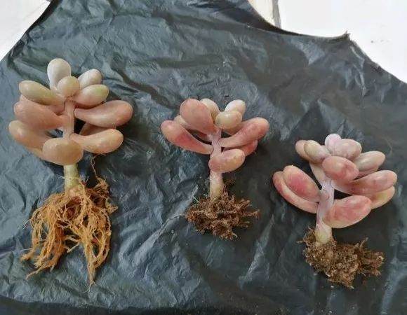 如何区分药锦和自然锦多肉?