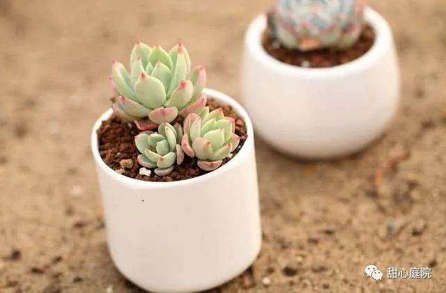 多肉植物枯萎的几种补救方法 图片