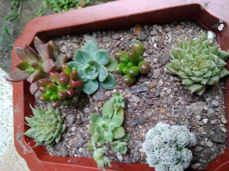 多肉植物总是枯死 这是怎么回事