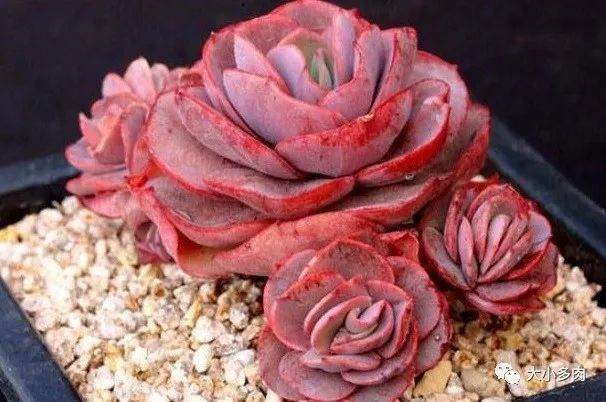 秀妍多肉的养殖方法