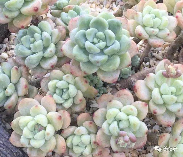 冬季多肉养护知识 让你的多肉轻松度冬!