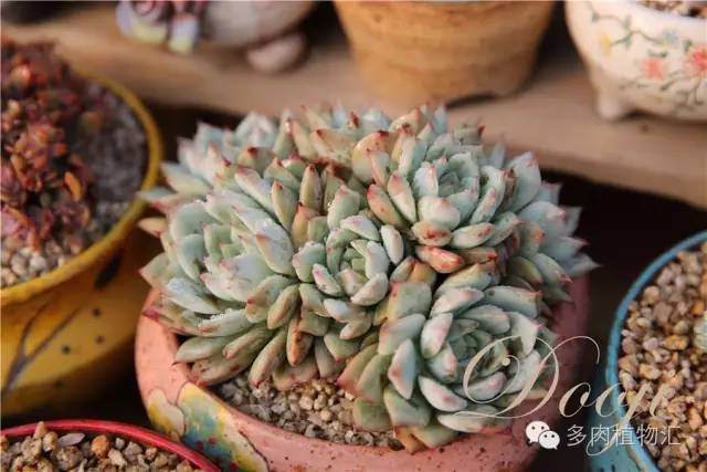 多肉养护中酒精的妙用 你知道几条?