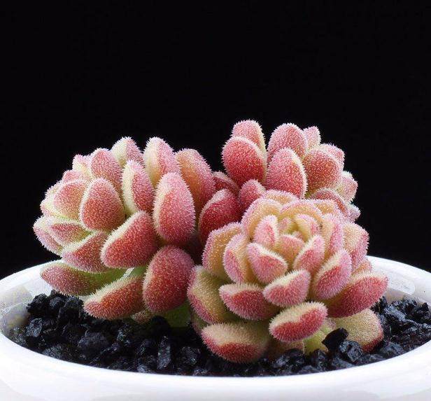 养多肉最可怕的一件事，你遇到过吗？