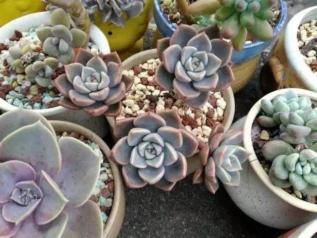 别光保暖 做好3点冬季多肉才能长爆