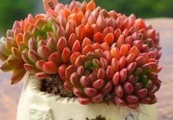 冬季养肉新经验 赶紧收藏起来吧