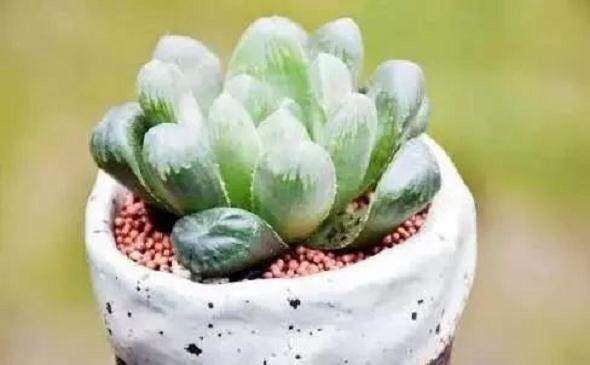 冬季养肉新经验 赶紧收藏起来吧!