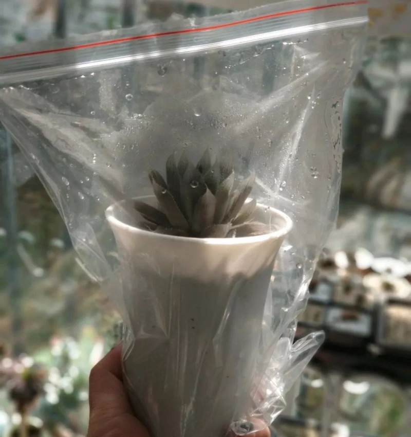 多肉扣个塑料瓶 叶子立马肥嘟嘟!