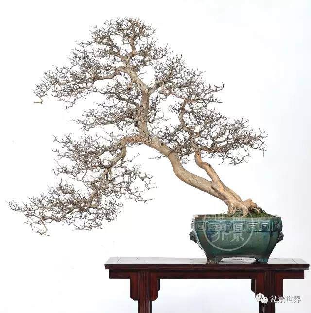 中国盆景该如何传世?