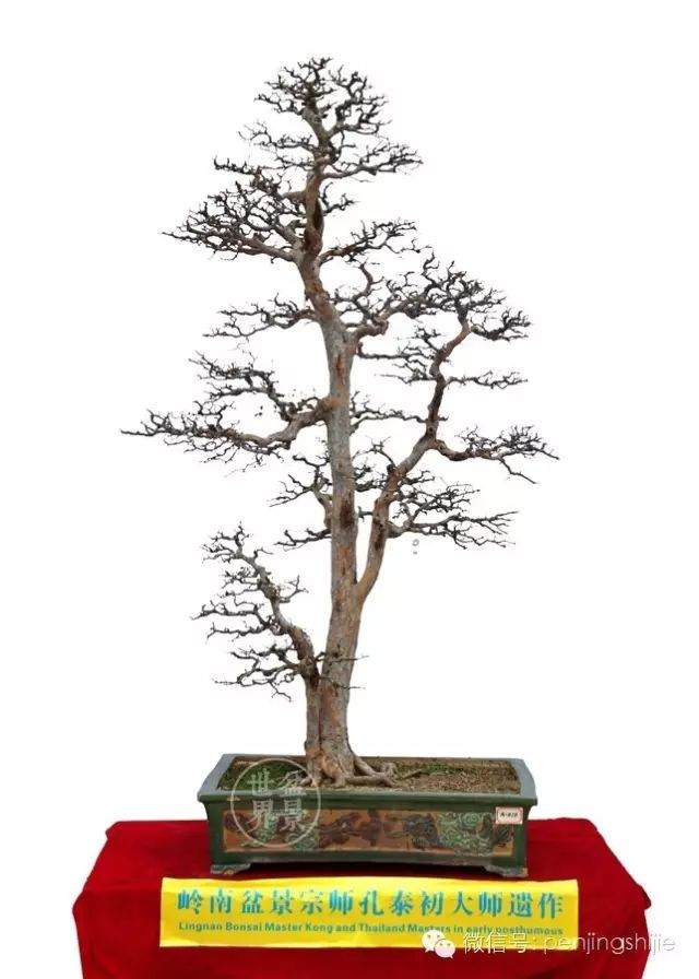 中国盆景该如何传世?