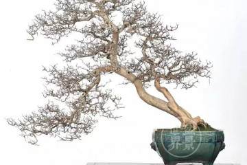 中国盆景该如何传世？