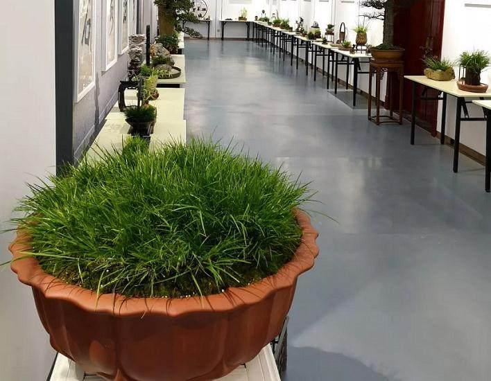 2018江西省鹰潭市菖蒲盆景展于今天举行