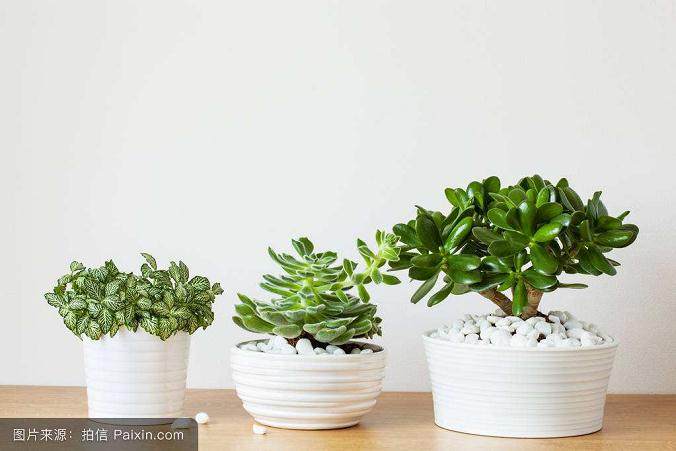 盆栽植物春节前年宵花主流盆栽热销