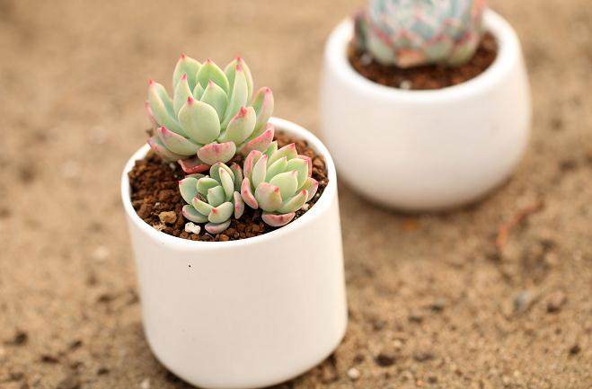 使用红色浆果作为光谱条件的试验多肉品种