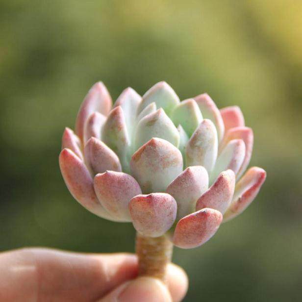 多肉植物中所蕴含的文化传播特性