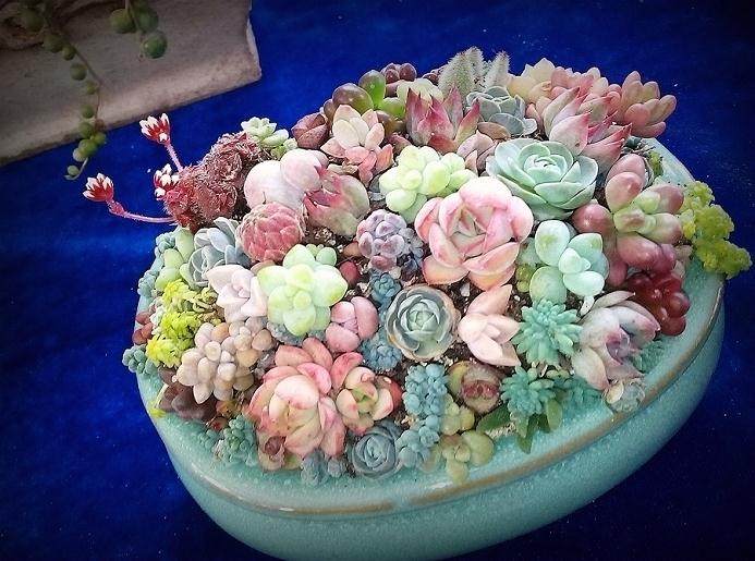 我是一个多肉植物爱好者 自从入了肉坑 除了工作