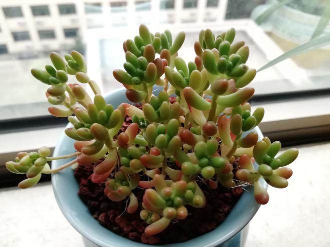 农科创业园做多肉这几年 房子车子都买上了