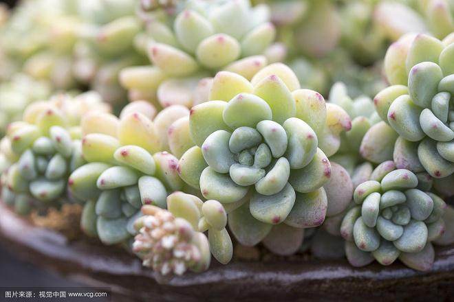 把爱好干脆变成一门生意 在网上经营起多肉