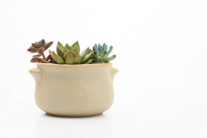 把爱好干脆变成一门生意 在网上经营起多肉