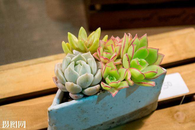 8月连续的阴雨天气 让露天花园的多肉死了不少