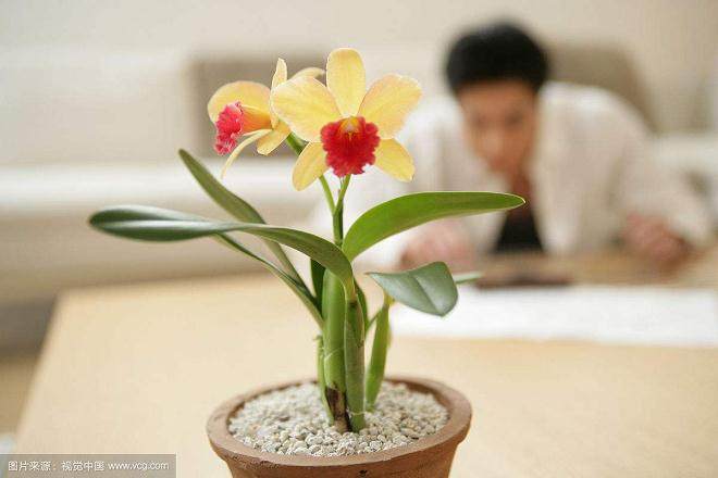 3月是盆花销售的传统旺季