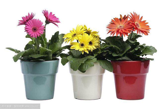 9月上海盆花市场销量开始恢复 需求比较旺盛