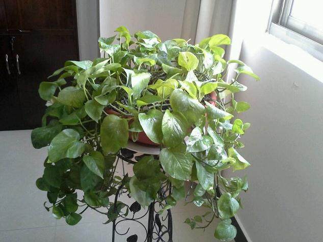 9月多肉植物持续升温 价格从几元至几百元不等