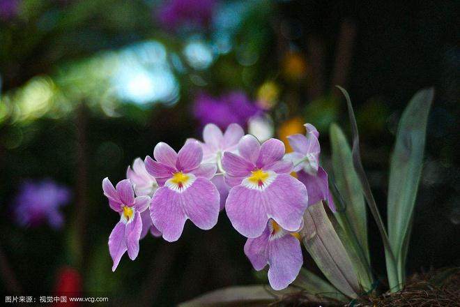 青州受婚庆用花拉动销量明显增加 同比上涨20%