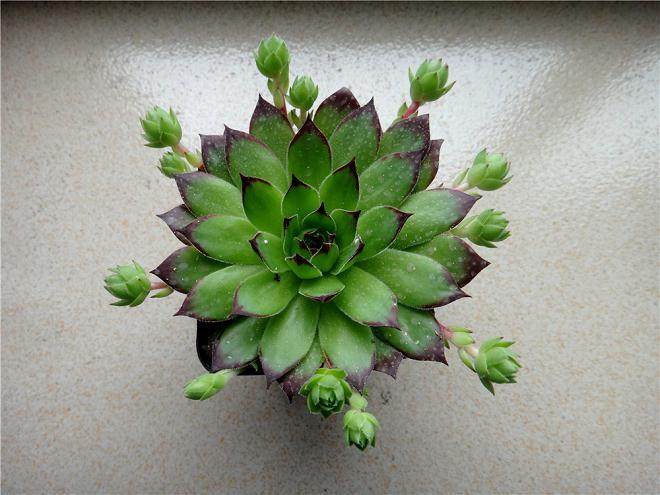 上海多肉种植面积800亩 大小企业共有60家