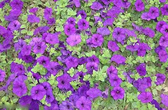 浙江民泰银行为温江区花卉协会授信额度3亿元