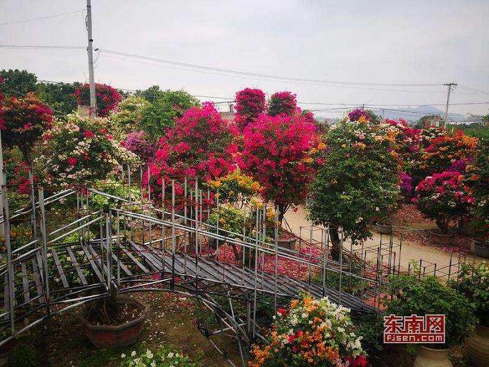 青州召开花卉产业集群发展工作会