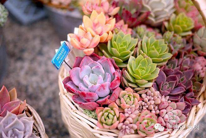 郑州北郊生态农庄新增不少多肉植物生产大棚