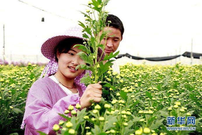 郑州市第六届海棠文化节在碧沙岗公园举办