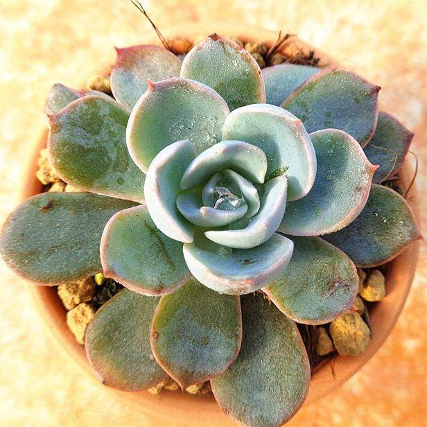 常见景天科多肉植物及其形态特征