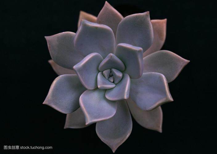 多肉植物流行现状的描述