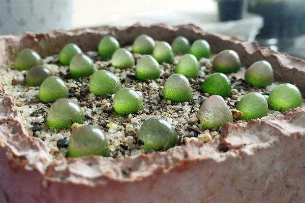 多肉灯泡偶尔也有双头 甚至3～4头的群生植株