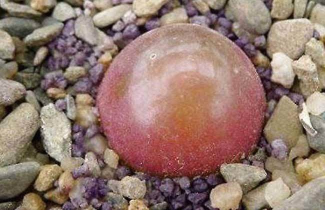 多肉灯泡偶尔也有双头 甚至3～4头的群生植株