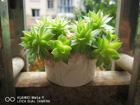 天津截获 28 种禁入境多肉植物 图片