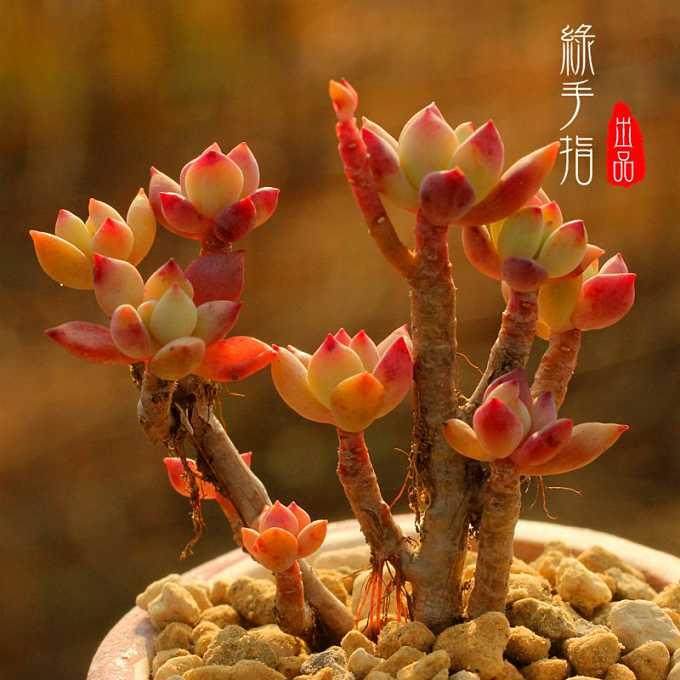 多浆多肉植物的特点