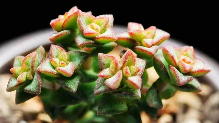 多肉小学堂 盆器的材质选择