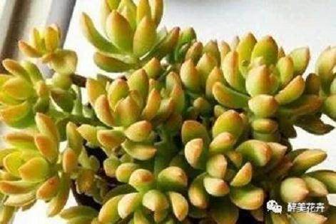 多肉黄丽的简单养法!