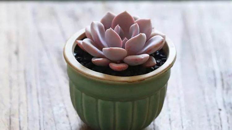 多肉小学堂 湿土干栽的正常操作方法