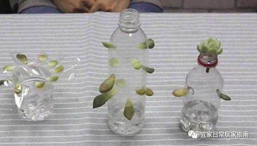 为什么要把多肉插在塑料瓶上 图片